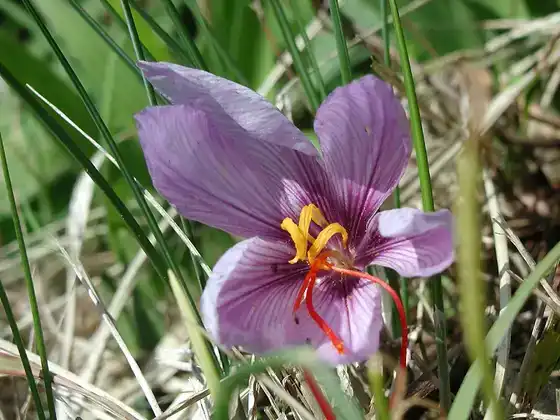 Fleur de Crocus sativus