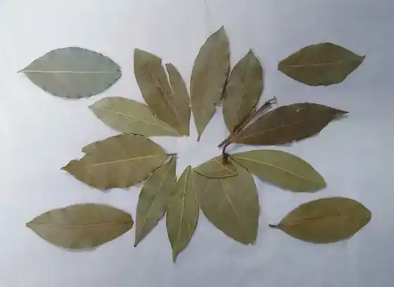 Feuilles de laurier séchées